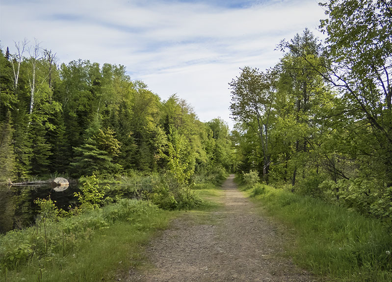 BAdirondack Wetlands: Marsh along the Bloomingdale Bog near the south entrance. (4 June 2017).