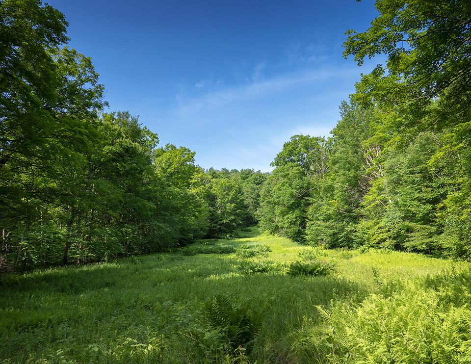 Adirondack Habitats: Meadow at the Ski Slope on the Heart Lake Trail (13 July 2017).