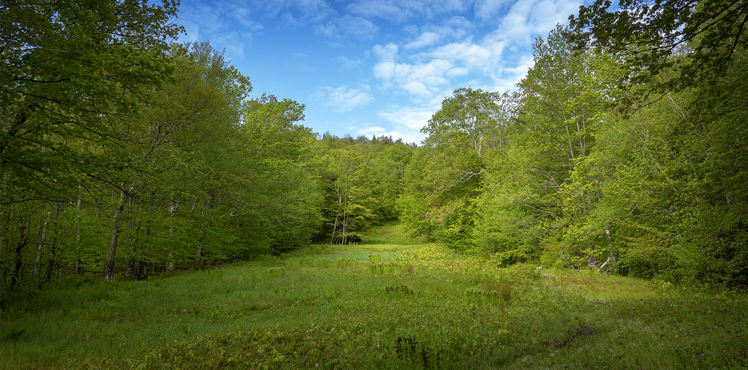 Adirondack Habitats: Hay-scented Ferns (Dennstaedtia punctilobula) growing in an open meadow on the Heart Lake Trail (4 June 2019). Click for a larger image, opening in a new window. Adirondack Habitats: Hay-scented Ferns (Dennstaedtia punctilobula) growing in an open meadow on the Heart Lake Trail (4 June 2019).
