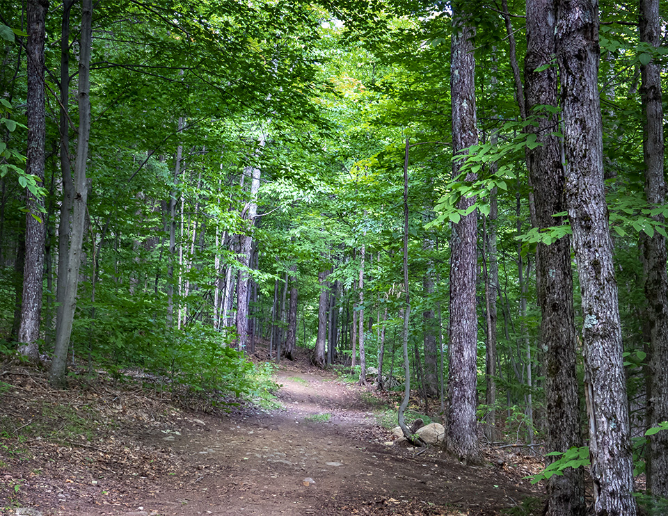 Adirondack Habitats: Northern hardwood forest on the Sugar Maple Trail at Heaven Hill (31 August 2018). Click for a larger image, opening in a new window.s Adirondack Habitats: Northern hardwood forest on the Sugar Maple Trail at Heaven Hill (31 August 2018).