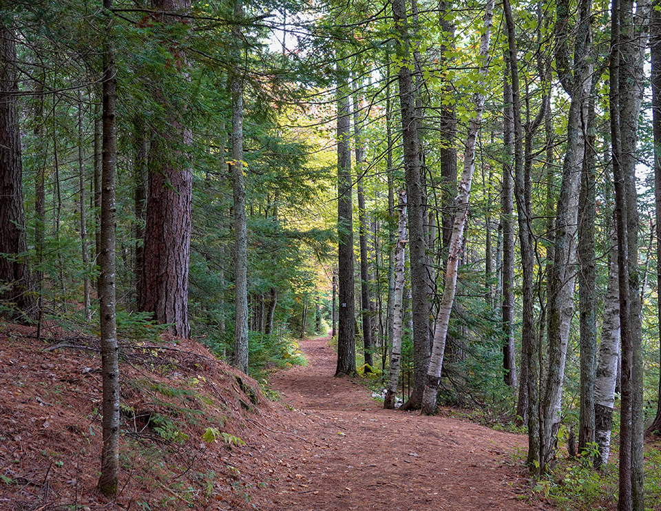 Adirondack Habitats: Mixed wood forest on the Heron Marsh Trail at the Paul Smith's College VIC (30 September 2018). Click for a larger image, opening in a new window. Adirondack Habitats: Mixed wood forest on the Heron Marsh Trail at the Paul Smith's College VIC (30 September 2018).