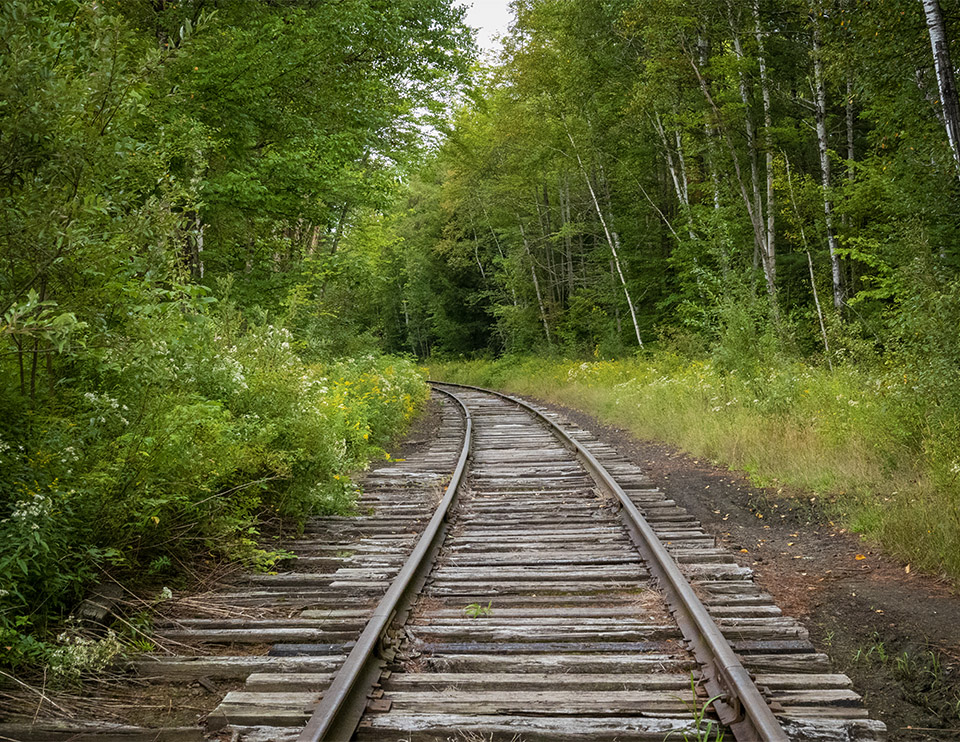 Adirondack Habitats: Mixed forest on the Lake Colby Railroad Tracks (1 September 2019). Adirondack Habitats: Mixed forest on the Lake Colby Railroad Tracks (1 September 2019).