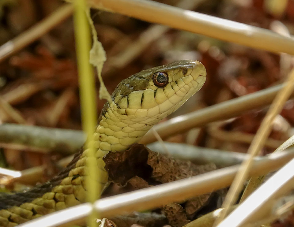 Adirondack Reptiles: Common Garter Snake (Thamnophis sirtalis) at the Silver Lake Bog Preserve (7 June 2019). Click for a larger image, opening in a new window. Adirondack Reptiles: Common Garter Snake (Thamnophis sirtalis) at the Silver Lake Bog Preserve (7 June 2019).