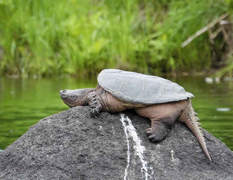 Adirondack Reptiles: Common Snapping Turtle (Chelydra serpentina) at the Paul Smith's College VIC (7 June 2016). Click for a larger image, opening in a new window. Adirondack Reptiles: Common Snapping Turtle (Chelydra serpentina) at the Paul Smith's College VIC (7 June 2016).