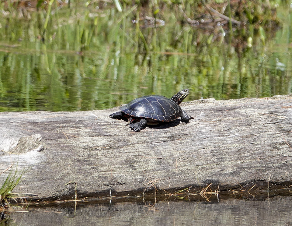Adirondack Amphibians & Reptiles: Painted Turtle (Chrysemys picta) on the Black Pond Outlet from the Black Pond Trail at the Paul Smith's College VIC (2 June 2018). Click for a larger image, opening in a new window. Adirondack Amphibians & Reptiles: Painted Turtle (Chrysemys picta) on the Black Pond Outlet from the Black Pond Trail at the Paul Smith's College VIC (2 June 2018).