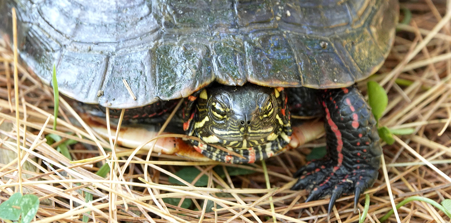 Adirondack Amphibians & Reptiles: Painted Turtle (Chrysemys picta) on the Black Pond Trail at the Paul Smith's College VIC (23 July 2019). Click fo ra larger image, opening in a new window. Adirondack Amphibians & Reptiles: Painted Turtle (Chrysemys picta) on the Black Pond Trail at the Paul Smith's College VIC (23 July 2019).
