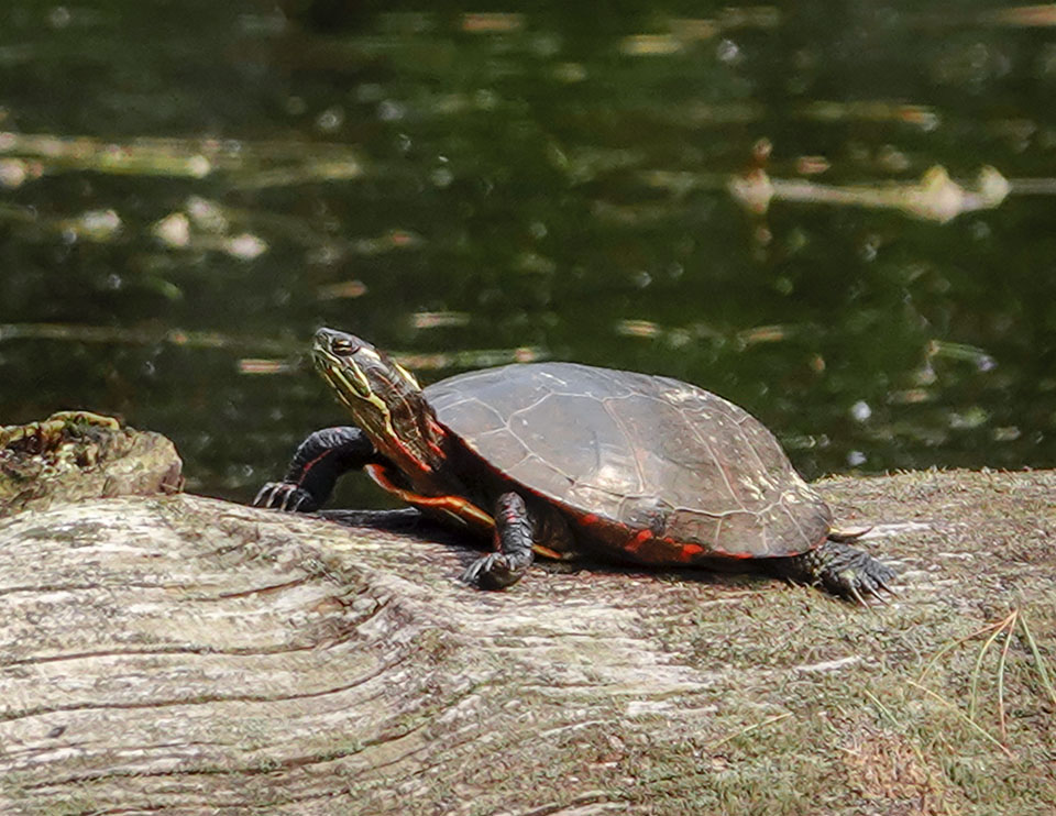Adirondack Amphibians & Reptiles: Midland Painted Turtle on the Black Pond Outlet from the Black Pond Trail at the Paul Smith's College VIC (31 May 2019). Click for a larger image, opening in a new window. Adirondack Amphibians & Reptiles: Midland Painted Turtle on the Black Pond Outlet from the Black Pond Trail at the Paul Smith's College VIC (31 May 2019).