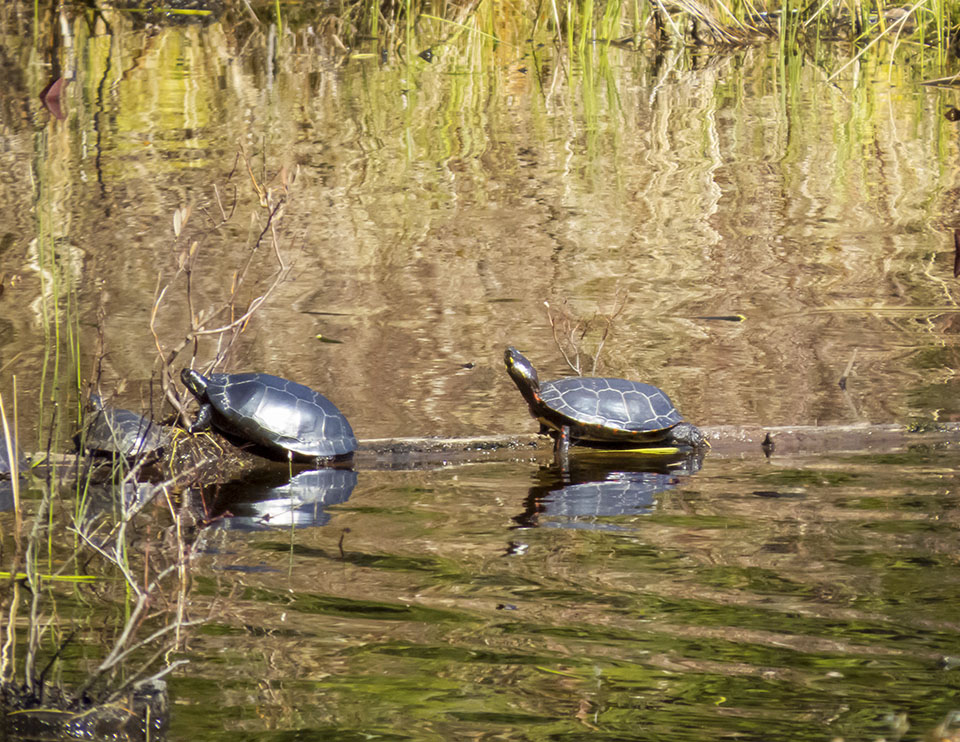 Adirondack Amphibians & Reptiles: Painted Turtles (Chrysemys picta) on Heron Marsh at the Paul Smith's College VIC (6 May 2016). Click for a larger image, opening in a new window. Adirondack Amphibians & Reptiles: Painted Turtles (Chrysemys picta) on Heron Marsh at the Paul Smith's College VIC (6 May 2016).