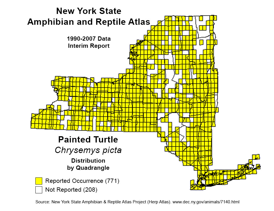 Adirondack Amphibians & Reptiles: New York State Department of Environmental Conservation. New York State Amphibian and Reptile Atlas. Painted Turtle. Click for a larger image, opening in a new window. Adirondack Amphibians & Reptiles: New York State Department of Environmental Conservation. New York State Amphibian and Reptile Atlas. Painted Turtle.