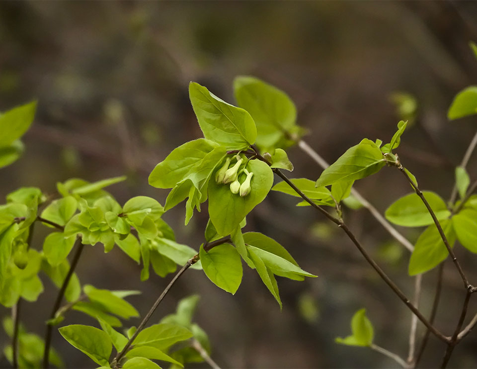 Shrubs of the Adirondack Park: American Fly Honeysuckle (Lonicera canadensis) on the Jackrabbit Trail at River Road (13 May 2019). Click for a larger image, opening in a new window. Shrubs of the Adirondack Park: American Fly Honeysuckle (Lonicera canadensis) on the Jackrabbit Trail at River Road (13 May 2019).