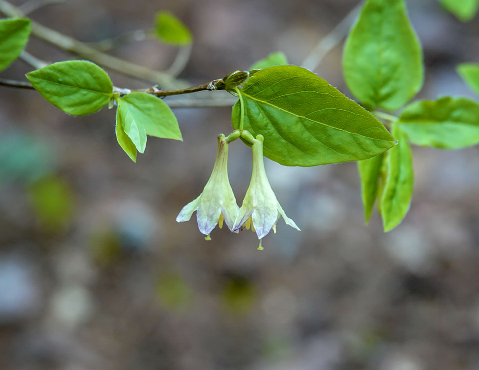 Shrubs of the Adirondack Park: American Fly Honeysuckle (Lonicera canadensis) on the Heart Lake Trail (19 May 2018). Click for a larger image, opening in a new window. Shrubs of the Adirondack Park: American Fly Honeysuckle (Lonicera canadensis) on the Heart Lake Trail (19 May 2018).