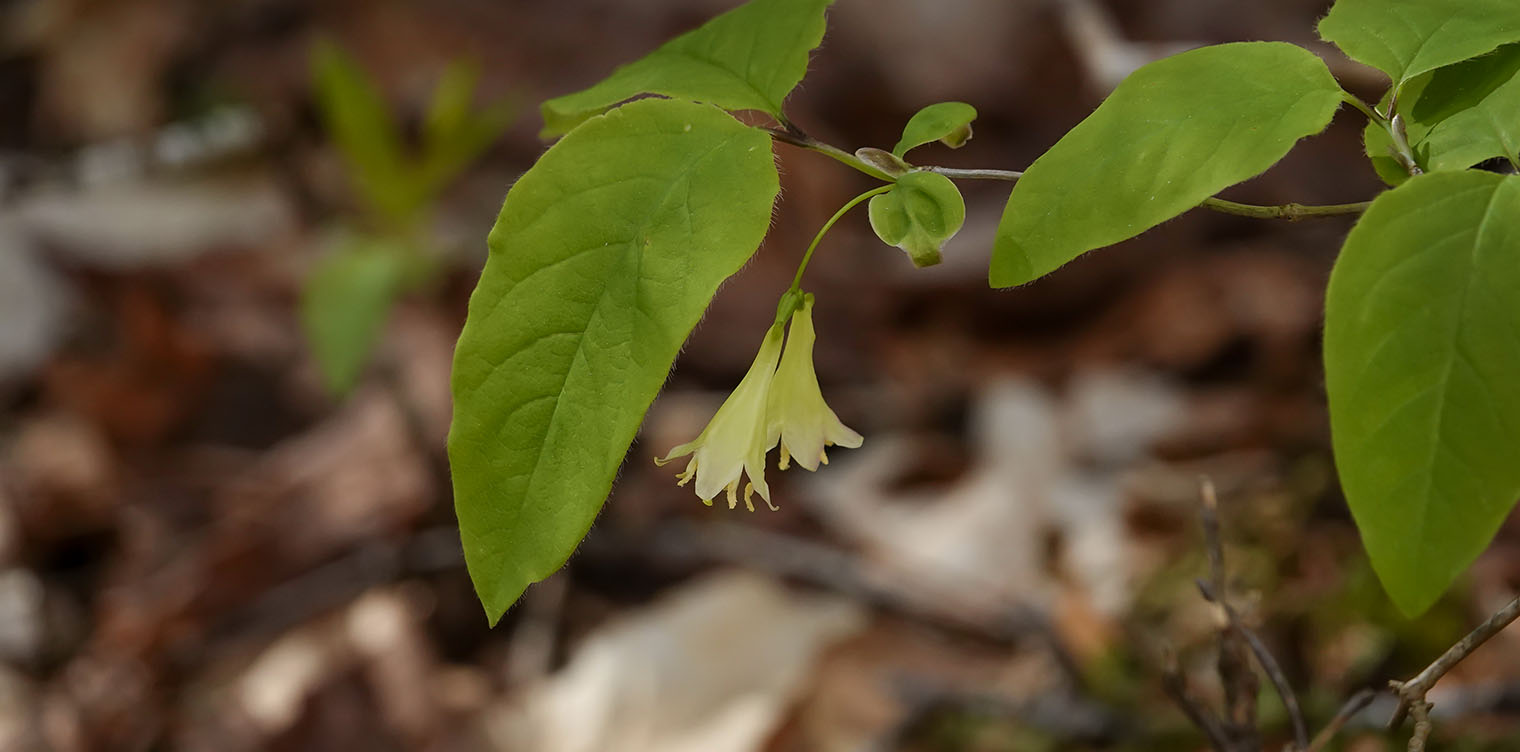 Shrubs of the Adirondack Park: American Fly Honeysuckle (Lonicera canadensis) on the Heart Lake Trail (22 May 2019). Click for a larger image, opening in a new window. Shrubs of the Adirondack Park: American Fly Honeysuckle (Lonicera canadensis) on the Heart Lake Trail (22 May 2019).