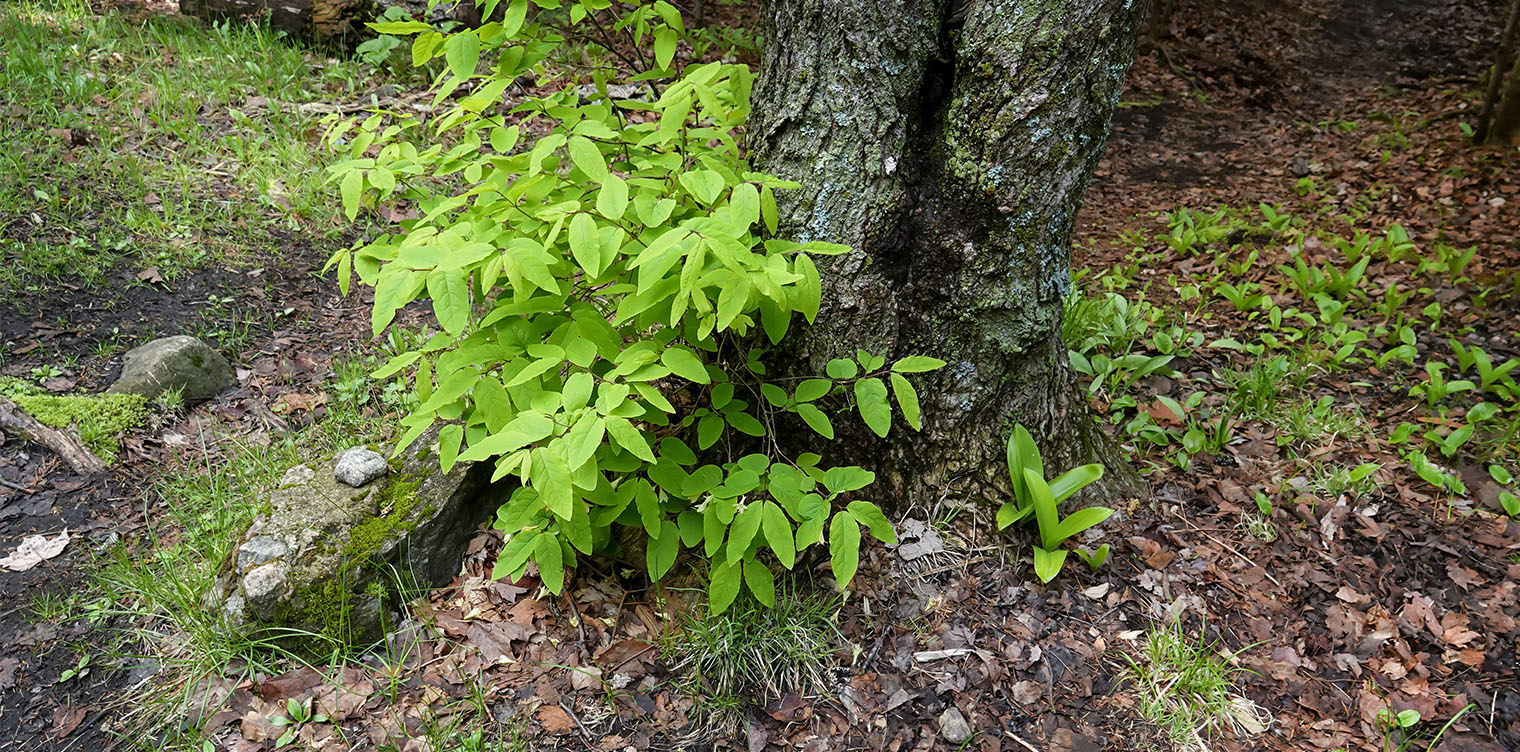 Adirondack Habitats: American Fly Honeysuckle (Lonicera canadensis) growing near Clintonia and Canada Mayflower under hardwood trees in a mixed forest on the Heart Lake Trail (30 May 2019). Click for a larger image, opening in a new window. Adirondack Habitats: American Fly Honeysuckle (Lonicera canadensis) growing near Clintonia and Canada Mayflower under hardwood trees in a mixed forest on the Heart Lake Trail (30 May 2019).