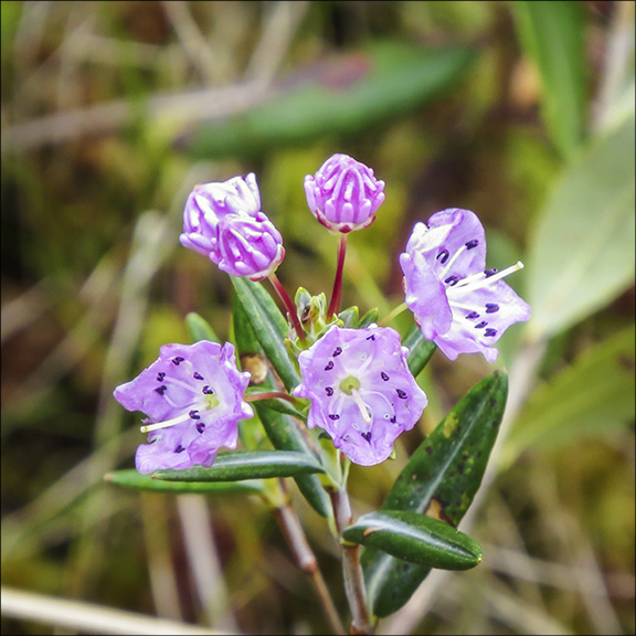 Shrubs of the Adirondack Wetland: Bog Laurel on Barnum Bog (31 May 2014)