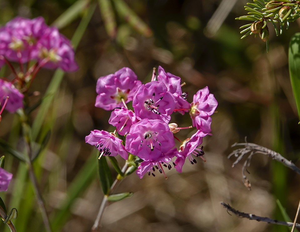 Shrubs of the Adirondack Park: Bog Laurel (Kalmia polifolia) on the Boreal Life Trail (8 June 2019). Click for a larger image, opening in a new window. Shrubs of the Adirondack Park: Bog Laurel (Kalmia polifolia) on the Boreal Life Trail (8 June 2019).