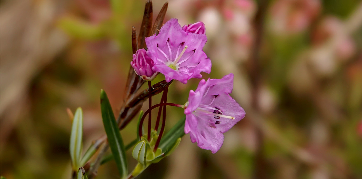 Shrubs of the Adironack Park: Bog Laurel (Kalmia polifolia) on the Bloomingdale Bog Trail (1 June 2019). Click for a larger image, opening in a new window. Shrubs of the Adironack Park: Bog Laurel (Kalmia polifolia) on the Bloomingdale Bog Trail (1 June 2019).