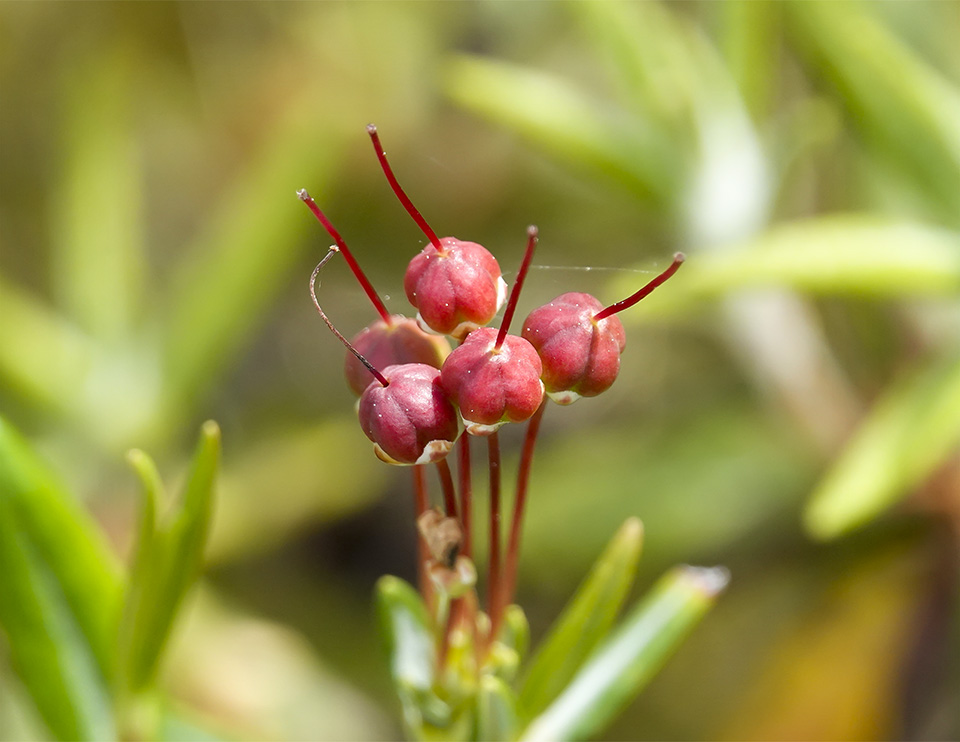 Shrubs of the Adirondack Park: Bog Laurel (Kalmia polifolia) on the Boreal Life Trail (16 June 2018). Click for a larger image, opening in a new window. Shrubs of the Adirondack Park: Bog Laurel (Kalmia polifolia) on the Boreal Life Trail (16 June 2018).