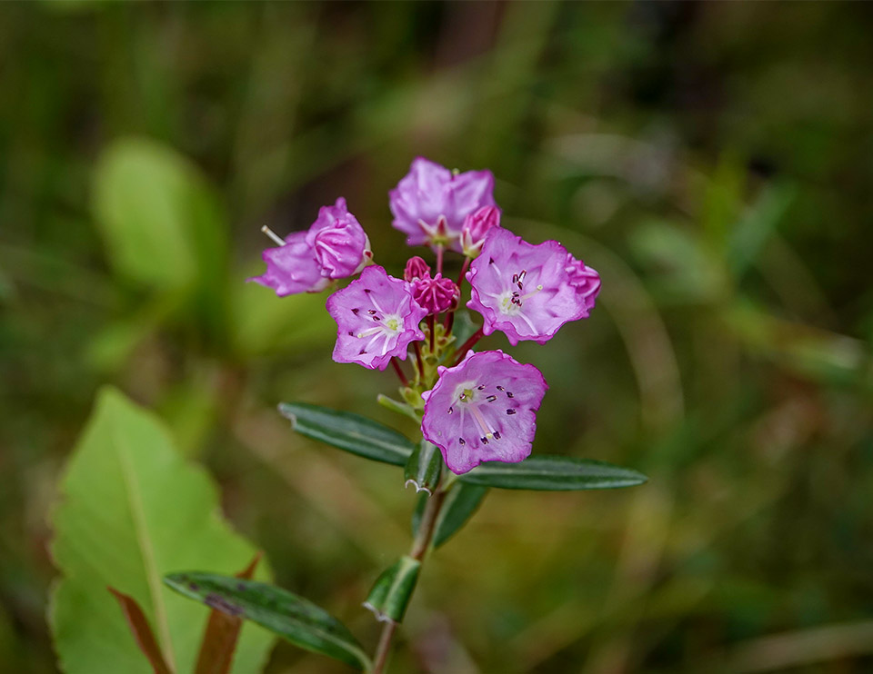 Shrubs of the Adirondack Park: Bog Laurel (Kalmia polifolia) at the Silver Lake Bog Preserve (3 June 2019). Click for a larger image, opening in a new window. Shrubs of the Adirondack Park: Bog Laurel (Kalmia polifolia) at the Silver Lake Bog Preserve (3 June 2019).