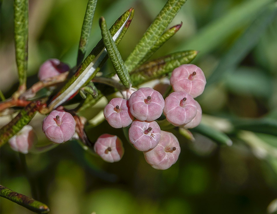 Shrubs of the Adirondack Park:Bog Rosemary (Andromeda polifolia) on the Boreal Life Trail (7 July 2018).