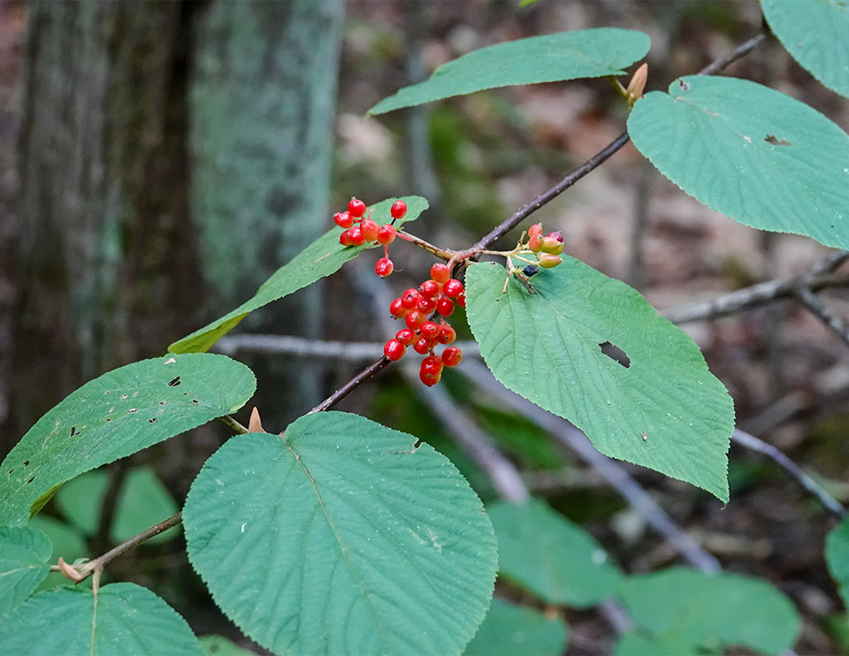 Shrubs of the Adirondack Mountains: Hobblebush on the Boundary Trail at the Peninsula Nature Trails (5 September 2018). Shrubs of the Adirondack Mountains: Hobblebush on the Boundary Trail at the Peninsula Nature Trails (5 September 2018).