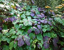 Adirondack Shrubs: Hobblebush (Viburnum lantanoides) on the Lakeshore Trail at the Peninsula Nature Trails (11 September 2020).