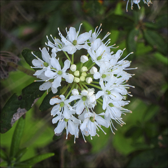 PShrubs of the Adirondack Wetlands: Labrador Tea on Barnum Bog (15 June 2013).ail gazebo at the Paul Smiths VIC (17 May 2015) Shrubs of the Adirondack Wetlands: Labrador Tea on Barnum Bog (15 June 2013).
