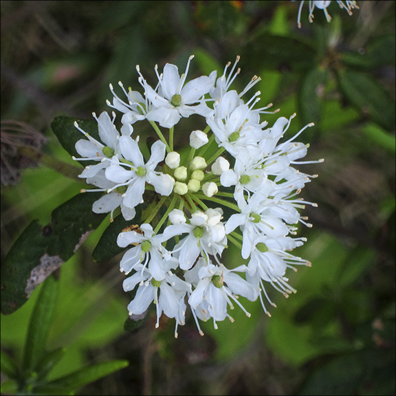 Shrubs of the Adirondack Wetlands: Labrador Tea on Barnum Bog (15 June 2013).