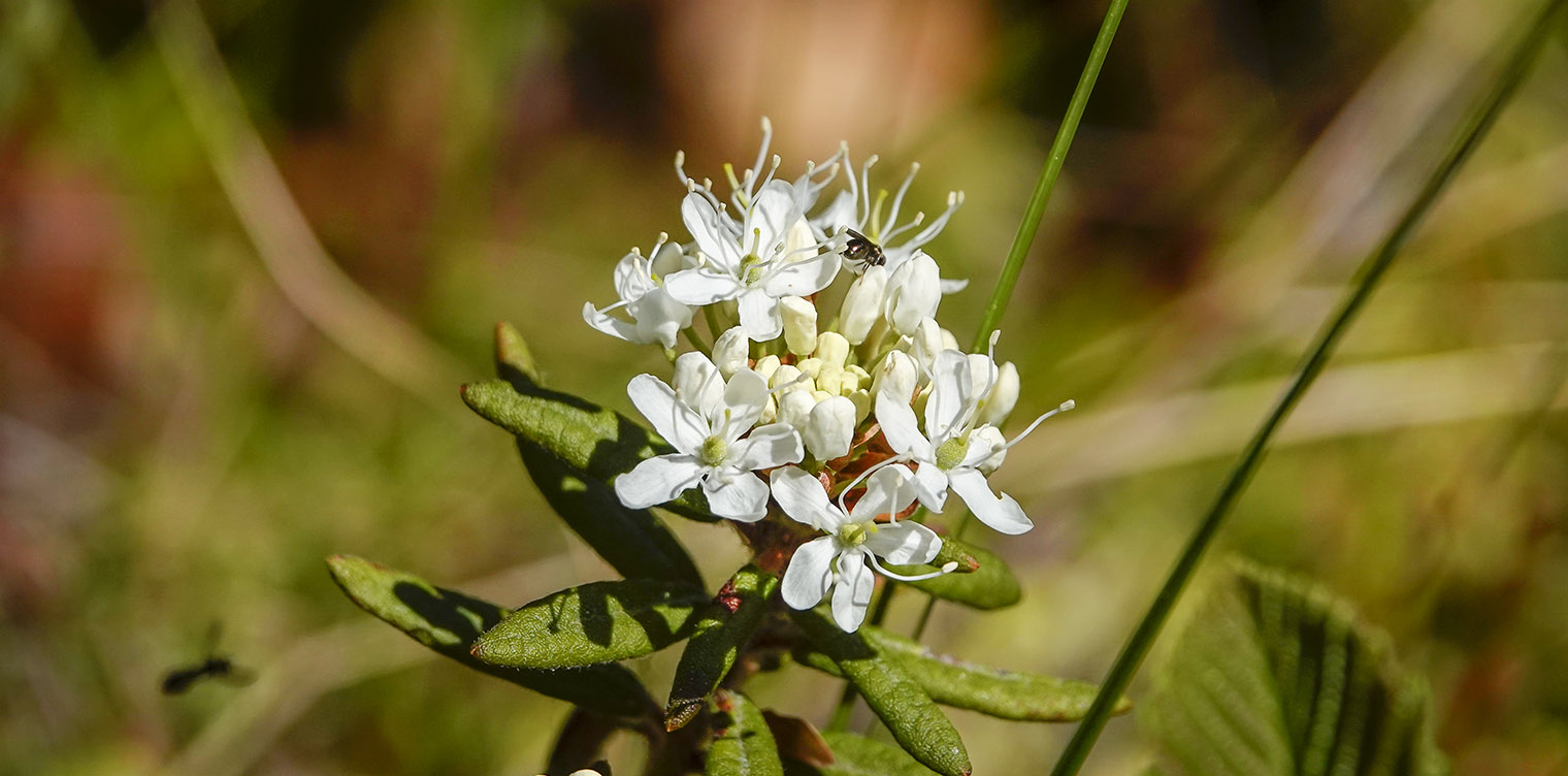 Shrubs of the Adironack Park: Labrador Tea (Rhododendron groenlandicum) on Barnum Bog from the Boreal Life Trail at the Paul Smith's College VIC (8 June 2019). Click for a larger image, opening in a new window. Shrubs of the Adironack Park: Labrador Tea (Rhododendron groenlandicum) on Barnum Bog from the Boreal Life Trail at the Paul Smith's College VIC (8 June 2019).