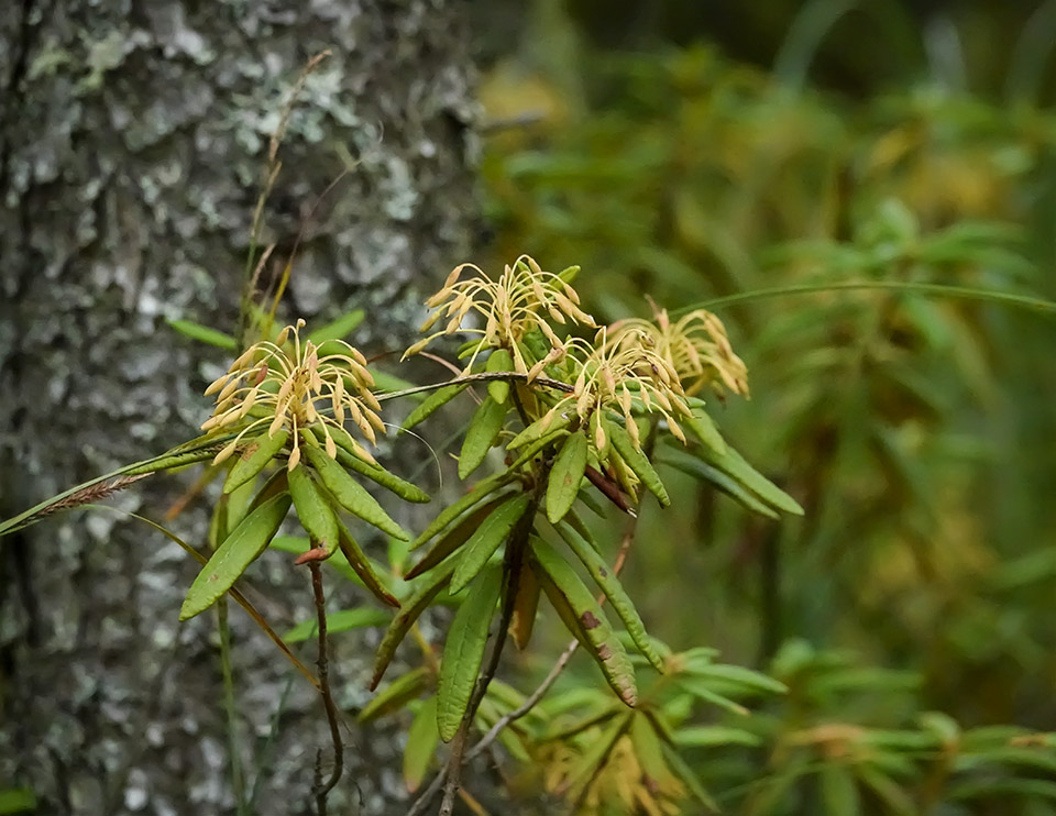 Shrubs of the Adirondack Park: Labrador Tea (Rhododendron groenlandicum) on the Bloomingdale Bog Trail (14 September 2019). Click for a larger image, opening in a new window. Shrubs of the Adirondack Park: Labrador Tea (Rhododendron groenlandicum) on the Bloomingdale Bog Trail (14 September 2019).