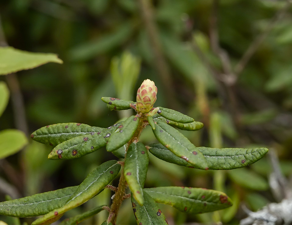 Shrubs of the Adirondack Park: Labrador Tea (Rhododendron groenlandicum) at the Silver Lake Bog Preserve (3 June 2019). Click for a larger image, opening in a new window. Shrubs of the Adirondack Park: Labrador Tea (Rhododendron groenlandicum) at the Silver Lake Bog Preserve (3 June 2019).