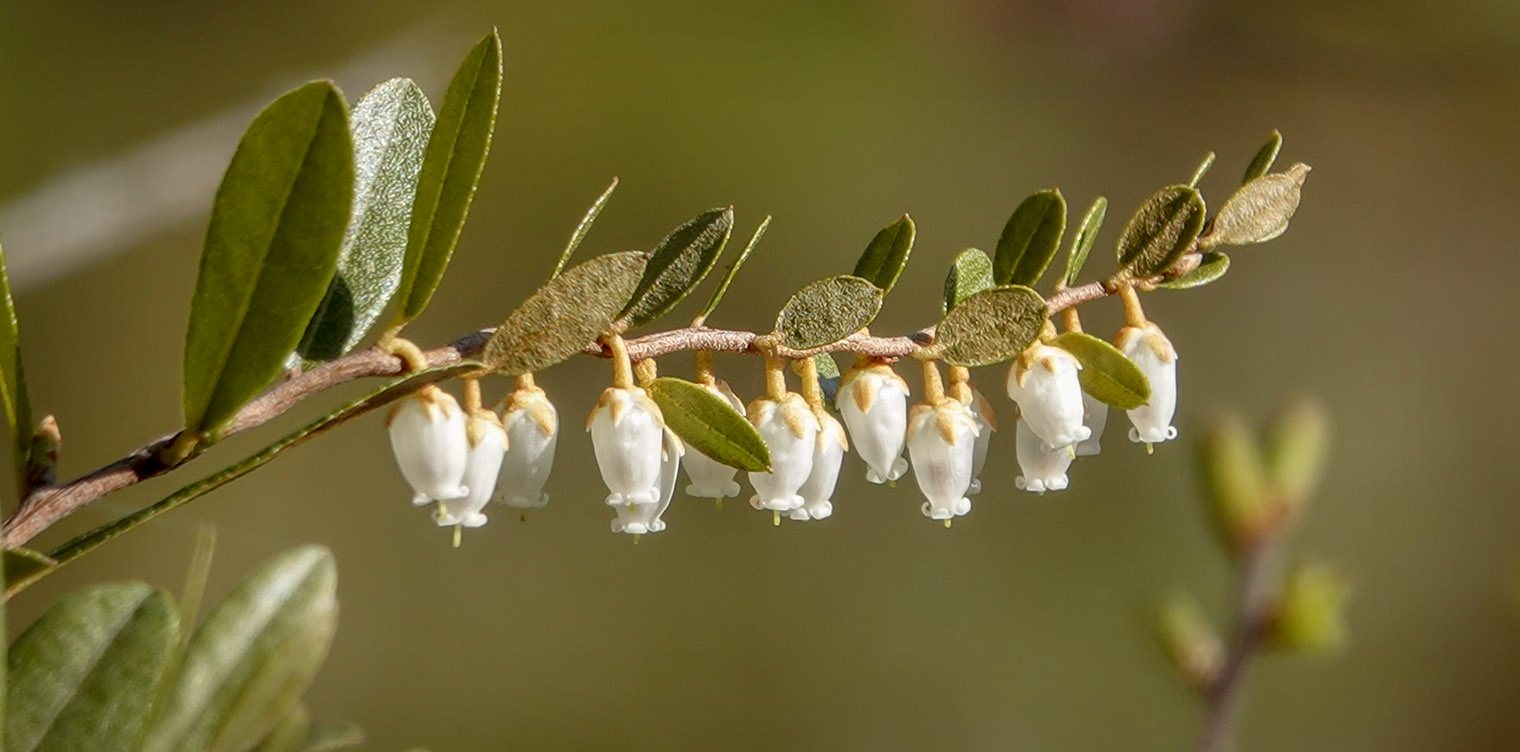 Shrubs of the Adirondacks: Leatherleaf on the Heart Lake Trail (22 May 2019).