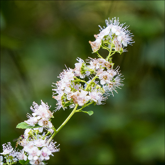 Adirondack Shrubs: White Meadowsweet near the Black Pond outlet (10 August 2013). 