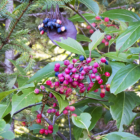 Shrubs of the Adirondack Wetlands: Northern Wild Raisin on the Heron Marsh Trail (14 September 2013)