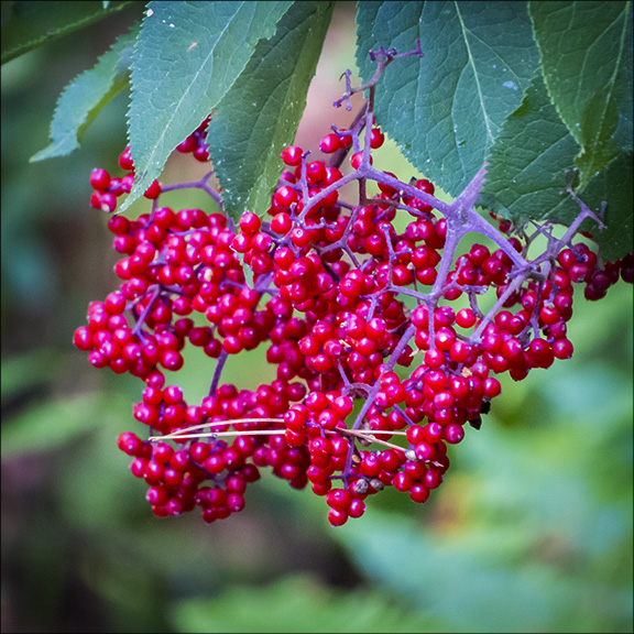 Adirondack Shrubs: Red Elderberry on the Barnum Brook Trail (12 July 2014) Adirondack Shrubs: Red Elderberry on the Barnum Brook Trail (12 July 2014)