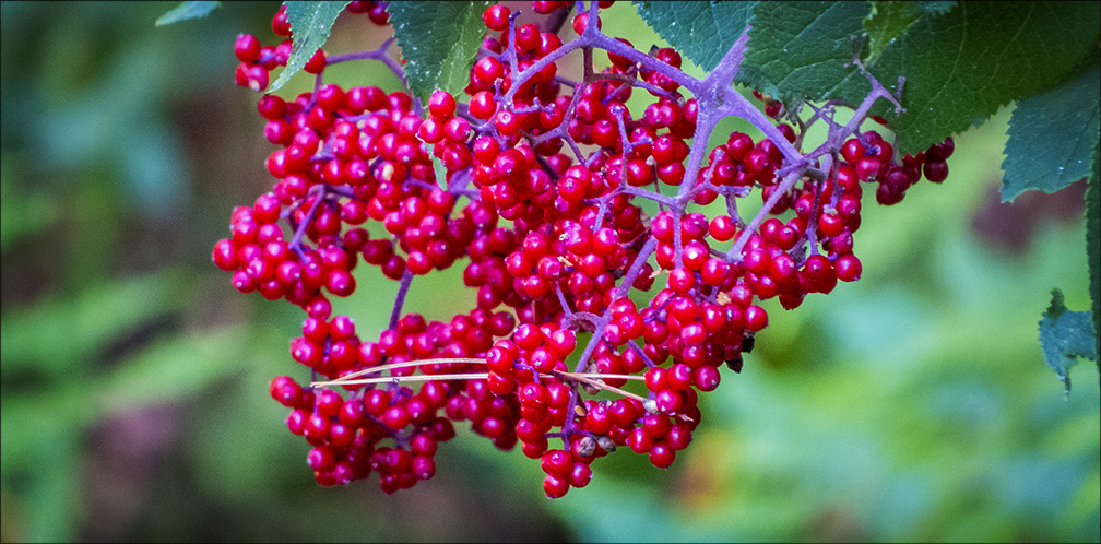 Shrubs of the Adirondacks: Red Elderberry on the Barnum Brook Trail (12 July 2014). Click for a larger image, opening in a new window. Shrubs of the Adirondack Park: Red Elderberry on the Barnum Brook Trail (12 July 2014)