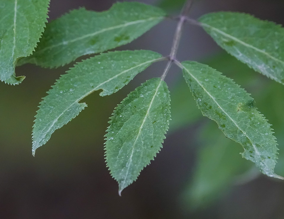 Shrubs of the Adirondack Park: Red Elderberry at the Heaven Hill Trailhead (29 May 2020). Click for a larger image, opening in a new window. Shrubs of the Adirondack Park: Red Elderberry at the Heaven Hill Trailhead (29 May 2020).