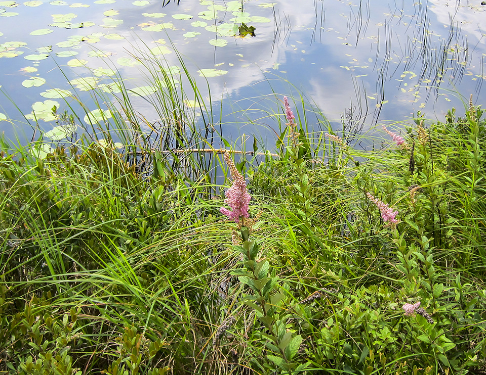 Shrubs of the Adirondack Park: Steeplebush on the edges of Heron Marsh (18 July 2012). Click for a larger image, opening in a new window. Shrubs of the Adirondack Park: Steeplebush on the edges of Heron Marsh (18 July 2012).