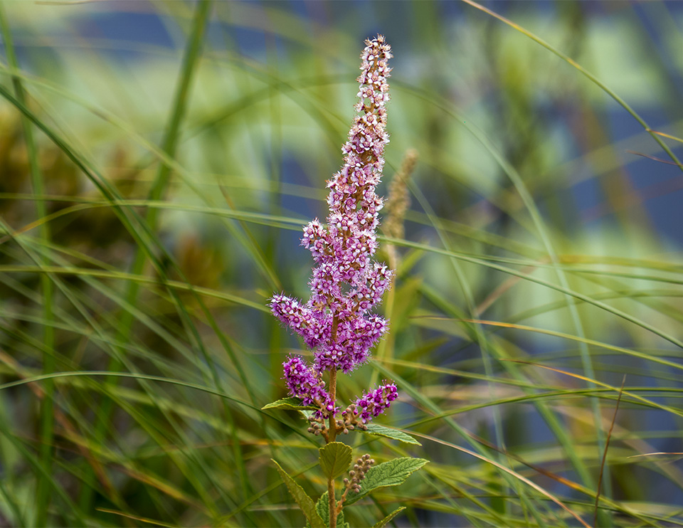 Shrubs of the Adirondack Park: Steeplebush on the edges of Heron Marsh (24 July 2013). Click for a larger image, opening in a new window. Shrubs of the Adirondack Park: Steeplebush on the edges of Heron Marsh (24 July 2013).