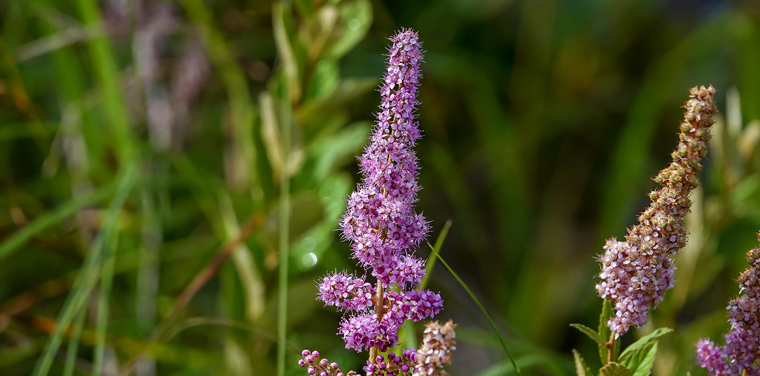 Shrubs of the Adironack Park: Steeplebush on the Heron Marsh Trail (28 July 2018). Click for a larger image, opening in a new window. Shrubs of the Adironack Park: Steeplebush on the Heron Marsh Trail (28 July 2018).