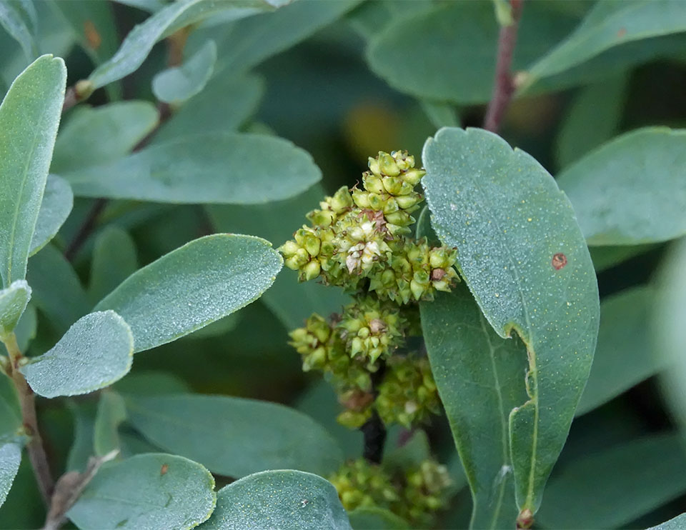 Shrubs of the Adirondack Park: Sweetgale (Myrica gale) on the shore of Heart Lake (16 July 2019). CLick for a larger image, opening in a new window. Shrubs of the Adirondack Park: Sweetgale (Myrica gale) on the shore of Heart Lake (16 July 2019).
