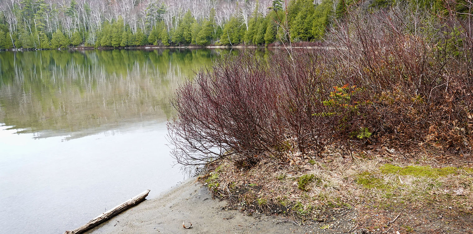 Adirondack Habitats: Sweetgale (Myrica gale) on the shore of Heart Lake (2 May 2019). Click for a larger image, opening in a new window. Adirondack Habitats: Sweetgale (Myrica gale) on the shore of Heart Lake (2 May 2019).