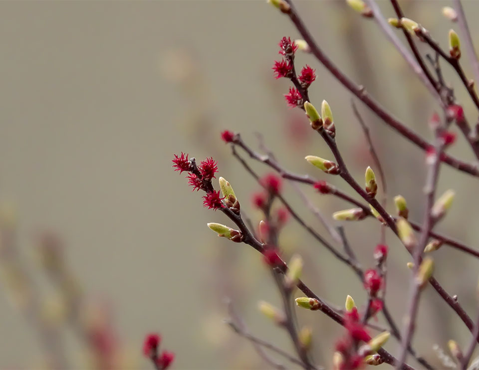 Shrubs of the Adirondack Park: Sweetgale (Myrica gale) on the shore of Heart Lake (12 May 2019). Click for a larger image, opening in a new window. Shrubs of the Adirondack Park: Sweetgale (Myrica gale) on the shore of Heart Lake (12 May 2019).