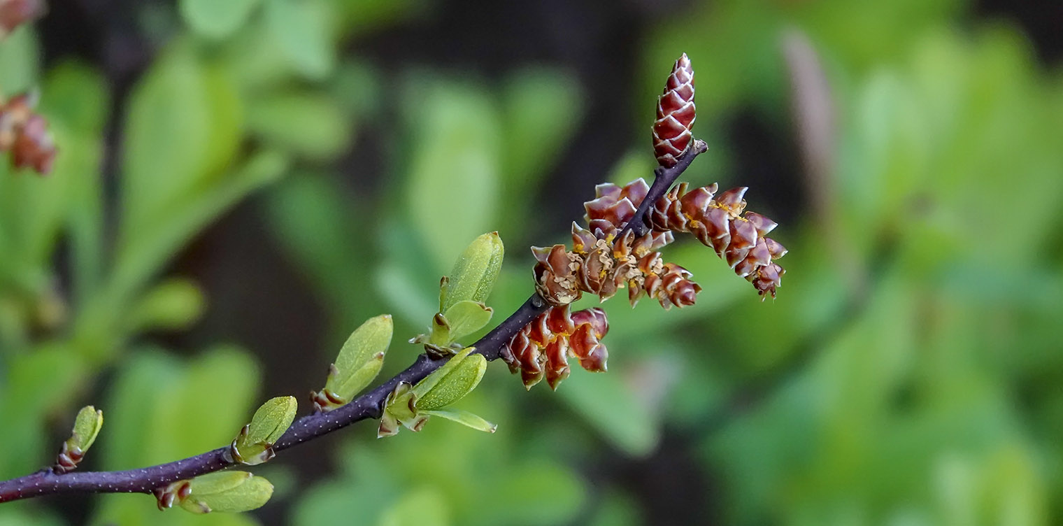 Shrubs of the Adirondack Park: Sweetgale (Myrica gale) on the shore of Heart Lake (4 June 2019). Click for a larger image, opening in a new window. Shrubs of the Adirondack Park: Sweetgale (Myrica gale) on the shore of Heart Lake (4 June 2019).