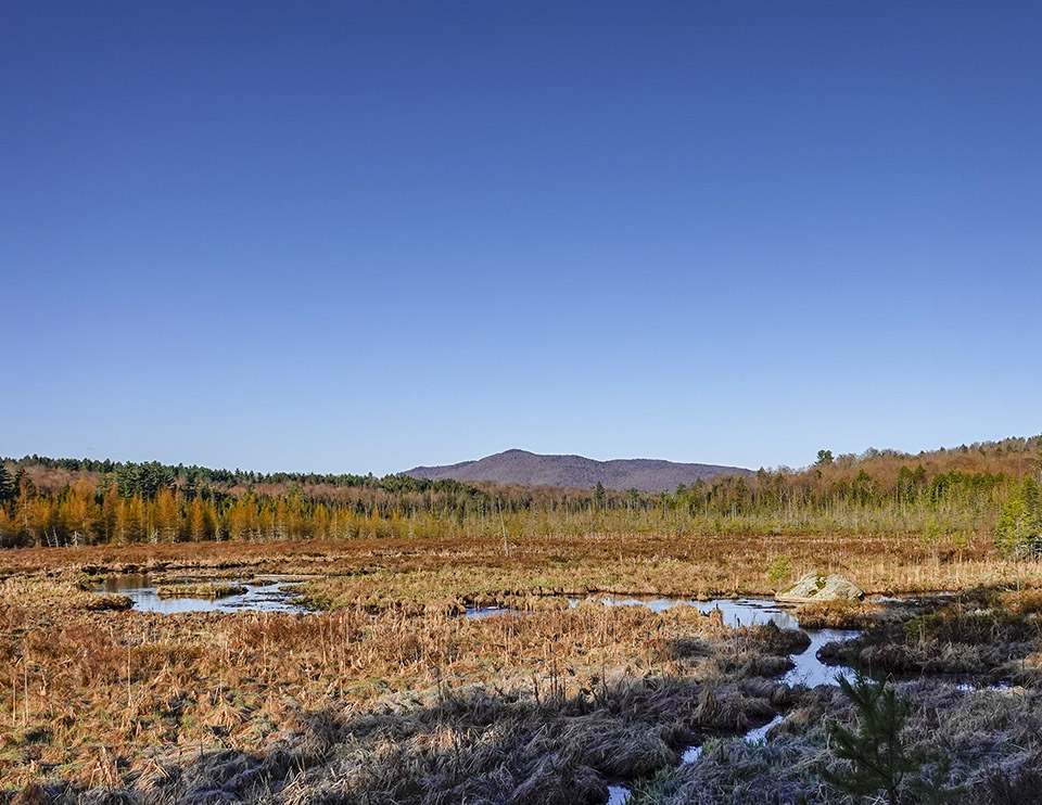 Trees of the Adirondack Park: Heron Marsh and Saint Regis Mountain from the overlook on the Barnum Brook Trail (8 May 2019).This link takes you to a larger image, opening in a new window. Trees of the Adirondack Park: Heron Marsh and Saint Regis Mountain from the overlook on the Barnum Brook Trail (8 May 2019).