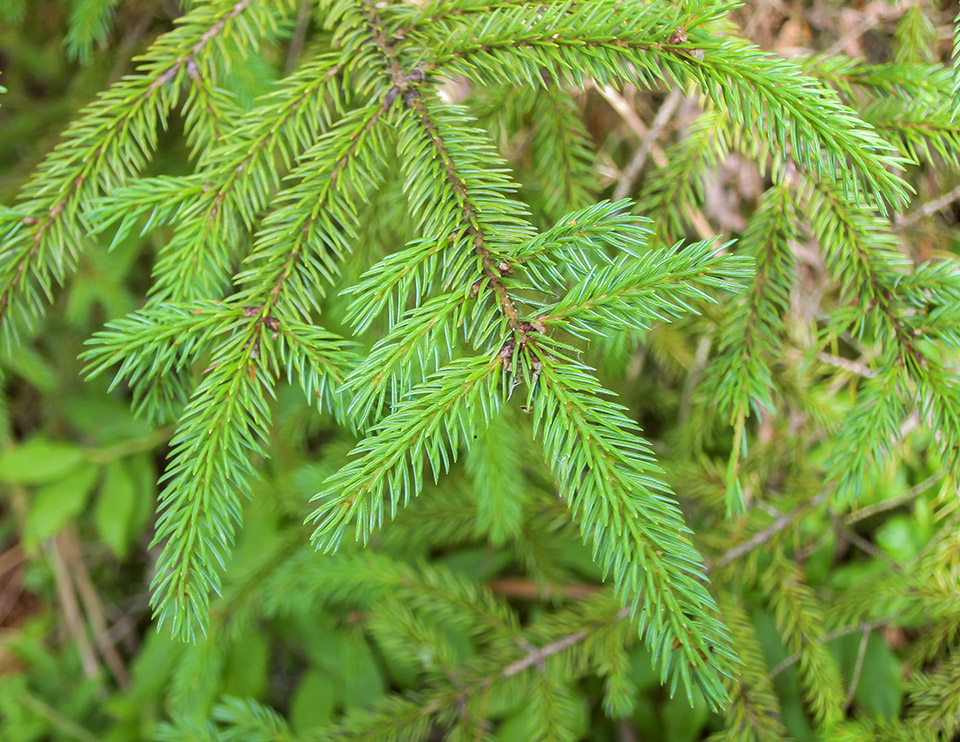 Trees of the Adirondacks: Red Spruce on the Barnum Brook Trail (28 July 2012). Click for a larger image, opening in a new window. Trees of the Adirondacks: Red Spruce on the Barnum Brook Trail (28 July 2012).
