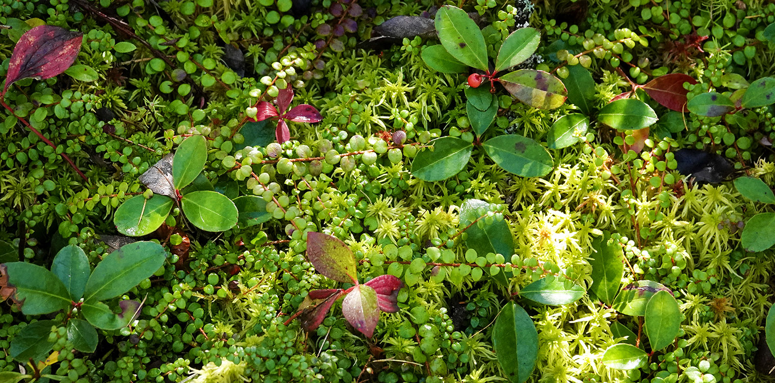 Wildflowers of the Adirondack Park: Creeping Snowberry (Gaultheria hispidula) growing on moss with Wintergreen and Bunchberry at the Silver Lake Bog Preserve (27 September 2019). Click for a larger image, opening in a new window. Wildflowers of the Adirondack Park: Creeping Snowberry (Gaultheria hispidula) growing on moss with Wintergreen and Bunchberry at the Silver Lake Bog Preserve (27 September 2019).