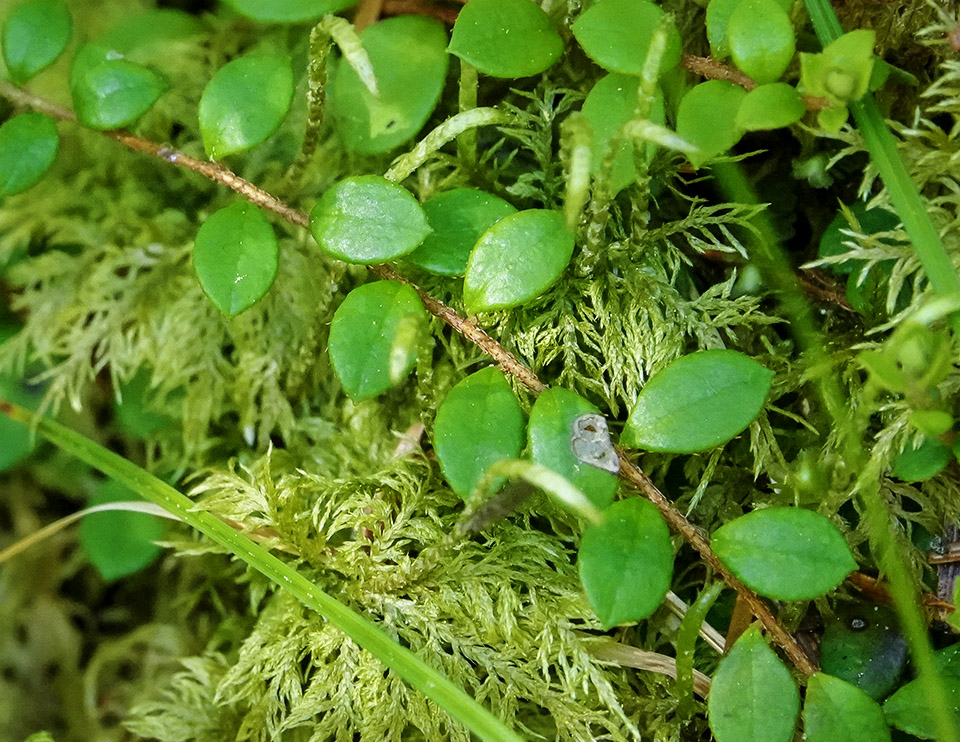 Wildflowers of the Adirondack Park: Creeping Snowberry (Gaultheria hispidula) at the Silver Lake Bog Preserve (7 June 2019). Click for a larger image, opening in a new window. Wildflowers of the Adirondack Park: Creeping Snowberry (Gaultheria hispidula) at the Silver Lake Bog Preserve (7 June 2019).