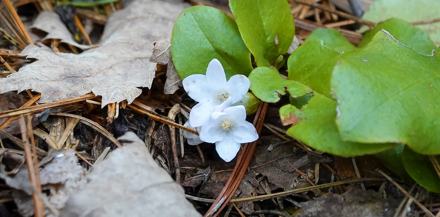 Wildflowers of the Adirondack Park: Trailing Arbutus flowering along the Heron Marsh Trail at the Paul Smith's College VIC (7 May 2021). Click for a larger image, opening in a new window. Wildflowers of the Adirondack Park: Trailing Arbutus flowering along the Heron Marsh Trail at the Paul Smith's College VIC (7 May 2021).