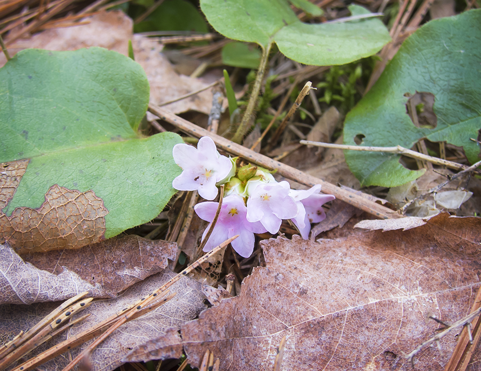 Wildflowers of the Adirondack Park: Trailing Arbutus (Epigaea repens) in bloom near Jones Pond in Franklin County, New York (12 May 2017). Click for a larger image, opening in a new window. Wildflowers of the Adirondack Park: Trailing Arbutus (Epigaea repens) in bloom near Jones Pond in Franklin County, New York (12 May 2017).