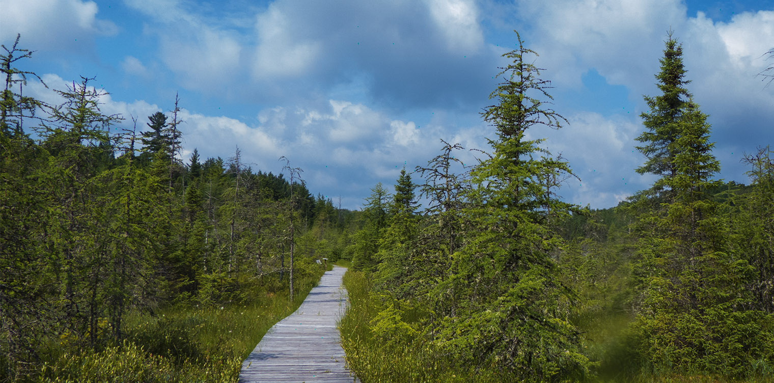 Adirondack Habitats: Barnum Bog along the Boreal Life Trail boardwalk at the Paul Smith's College VIC (18 July 2013). Click for a larger image, opening in a new window. Adirondack Habitats: Barnum Bog along the Boreal Life Trail boardwalk at the Paul Smith's College VIC (18 July 2013).